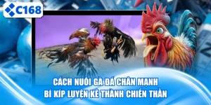 Cách nuôi gà đá chân mạnh